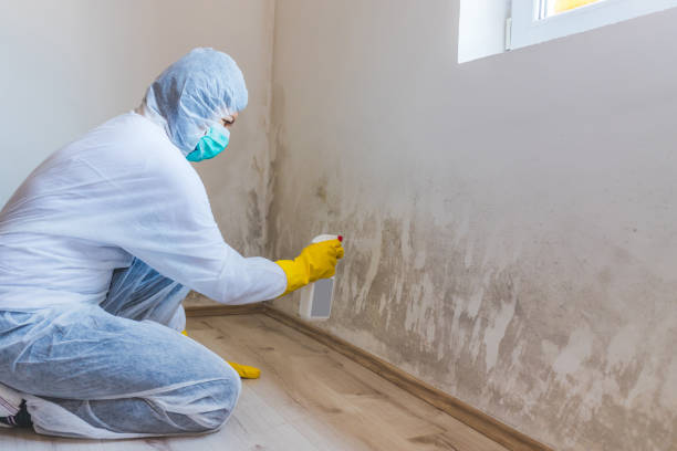 Licensed Black Mold Removal service in East Setauket, NY - WQB Mold Removal