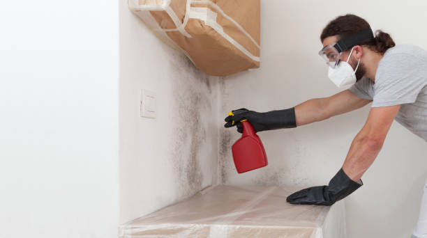 Professional Black Mold Removal technician working in East Setauket, NY
