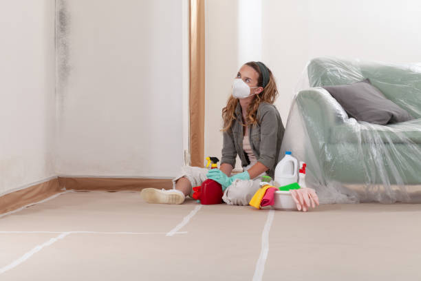 Trusted Black Mold Removal service in East Setauket, NY - WQB Mold Removal